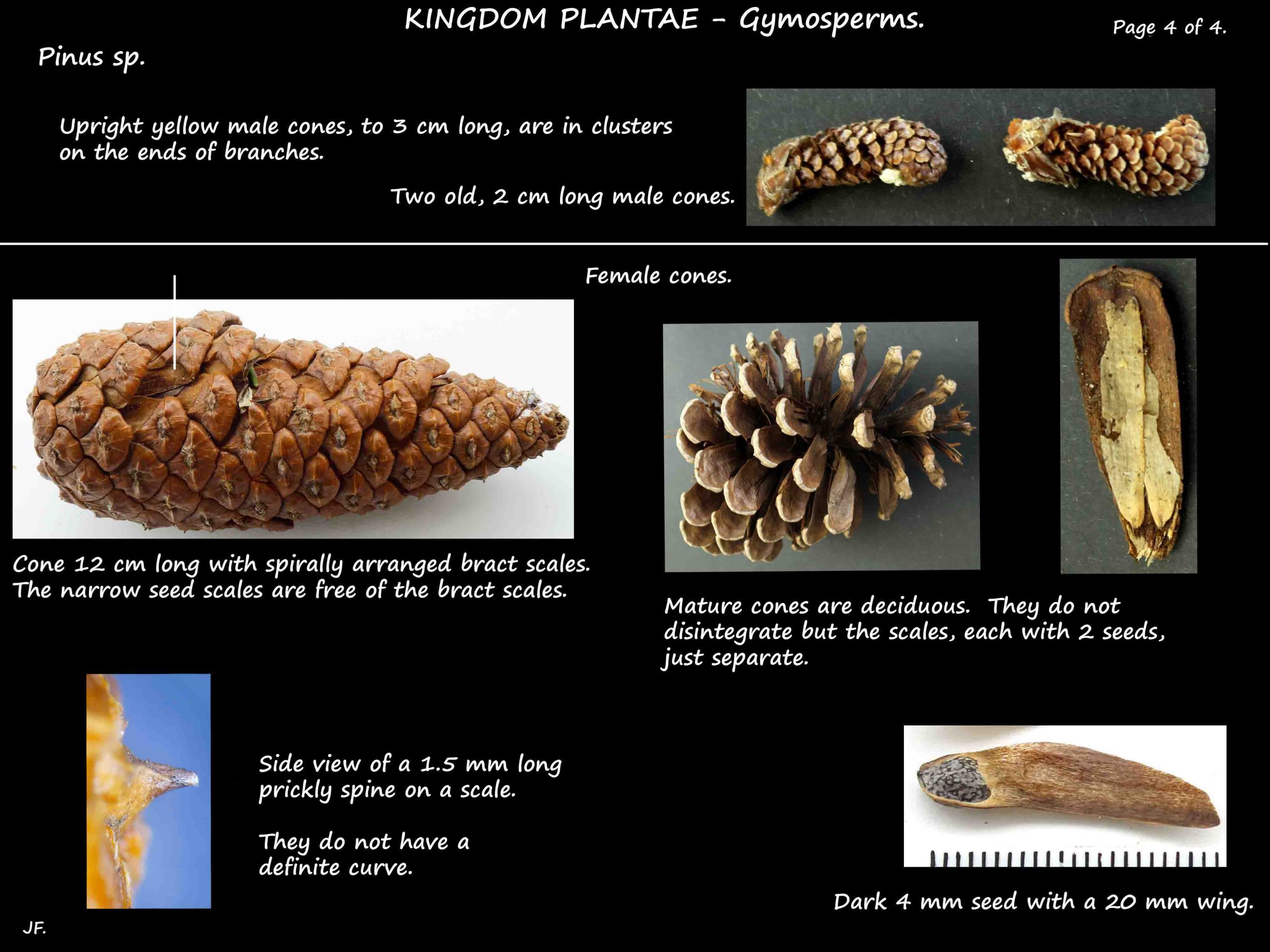 4 Pinus cones